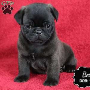 Bert, Pug Puppy