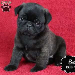 Bert, Pug Puppy