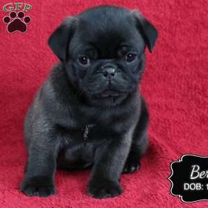 Bert, Pug Puppy