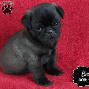 Bert, Pug Puppy