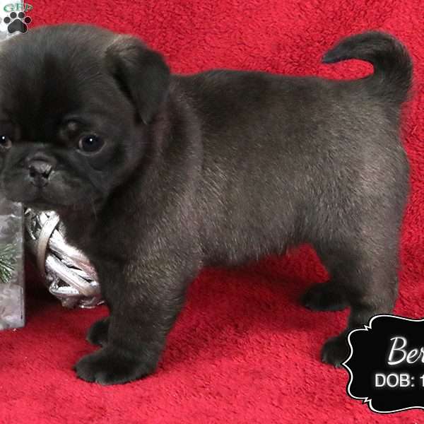 Bert, Pug Puppy