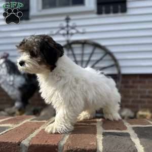 Carson, Biewer Terrier Puppy