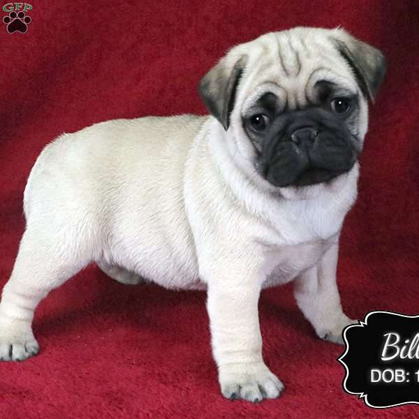 Billy, Pug Puppy