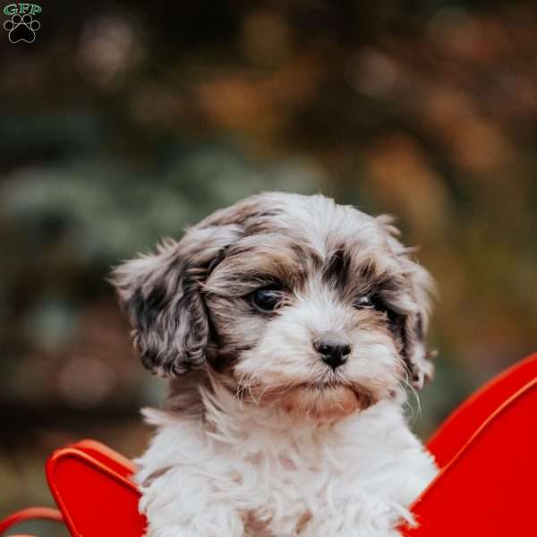 Blake, Cavapoo Puppy