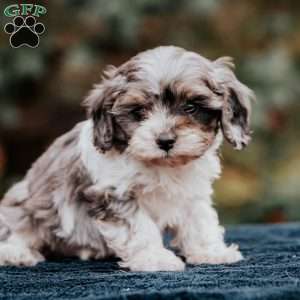 Blake, Cavapoo Puppy