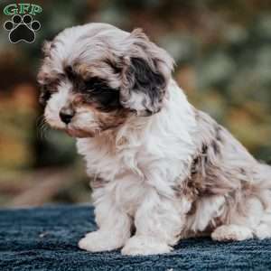 Blake, Cavapoo Puppy