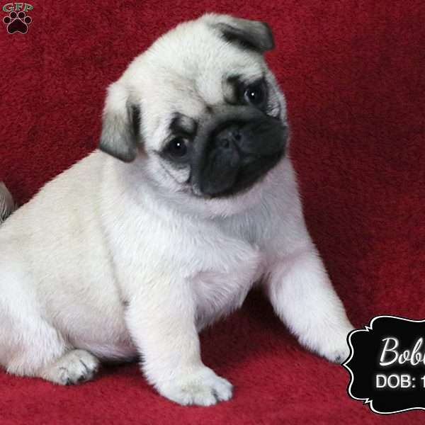 Bobby, Pug Puppy