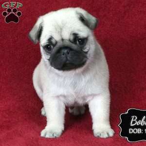 Bobby, Pug Puppy