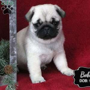 Bobby, Pug Puppy