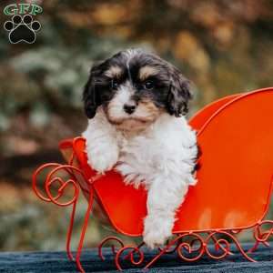 Bubbles, Cavapoo Puppy