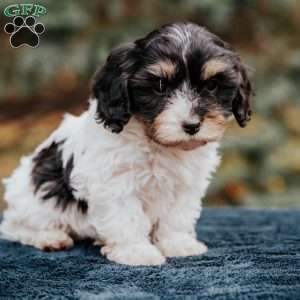 Bubbles, Cavapoo Puppy