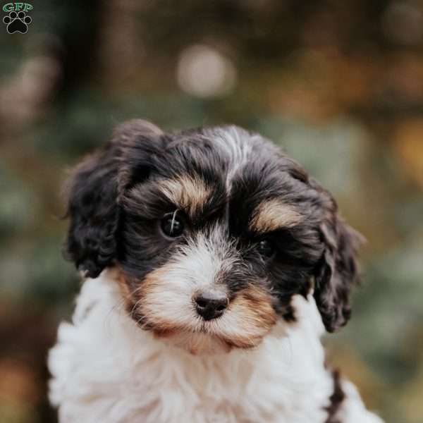 Bubbles, Cavapoo Puppy