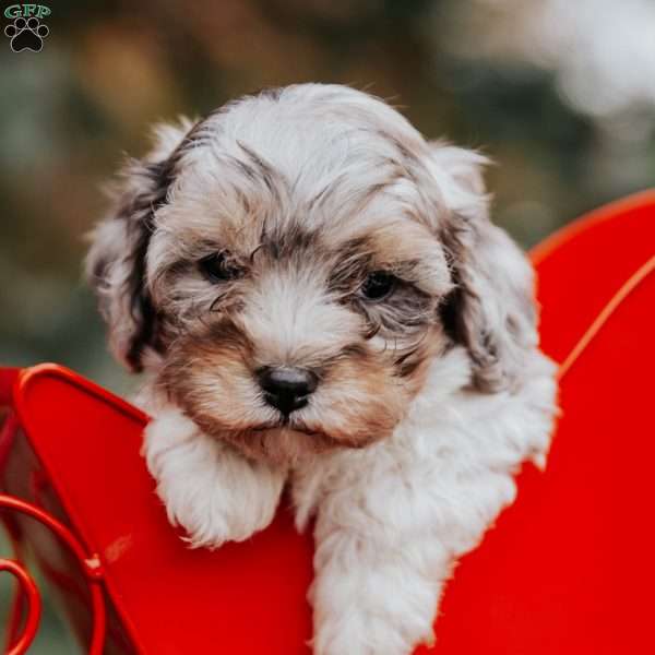 Buddy, Cavapoo Puppy