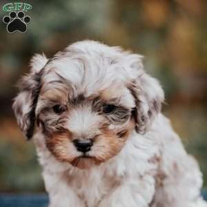 Buddy, Cavapoo Puppy