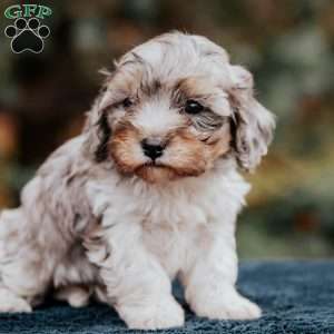 Buddy, Cavapoo Puppy