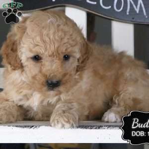 Buddy, Miniature Poodle Puppy