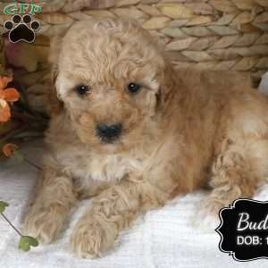 Buddy, Miniature Poodle Puppy