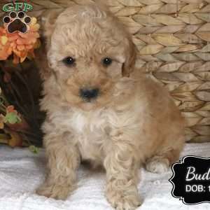 Buddy, Miniature Poodle Puppy