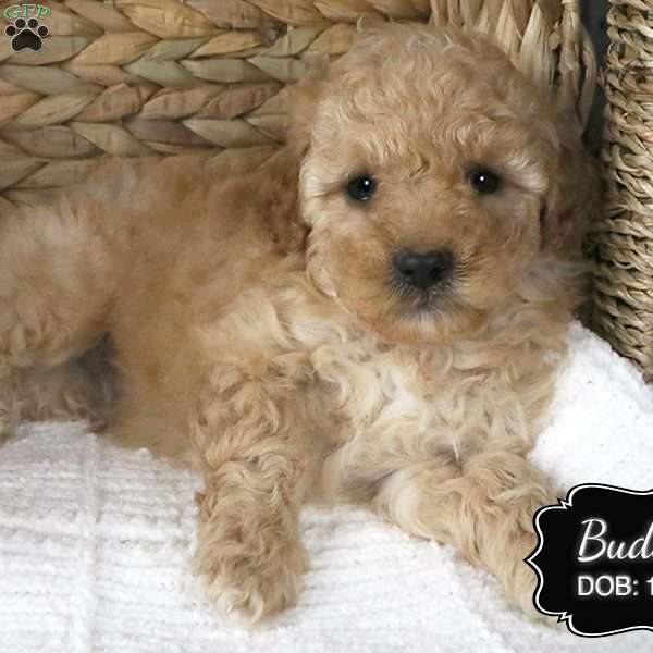 Buddy, Miniature Poodle Puppy