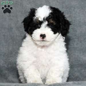 Buster, Mini Sheepadoodle Puppy