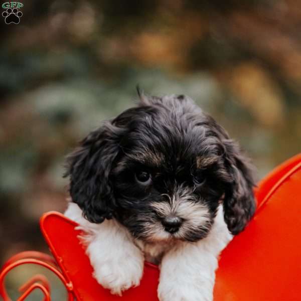 Buster, Cavapoo Puppy