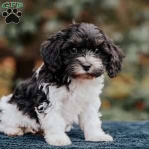 Buster, Cavapoo Puppy