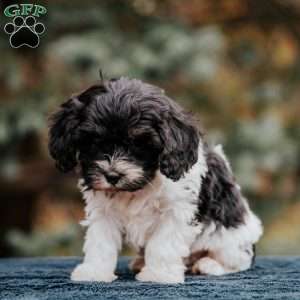 Buster, Cavapoo Puppy