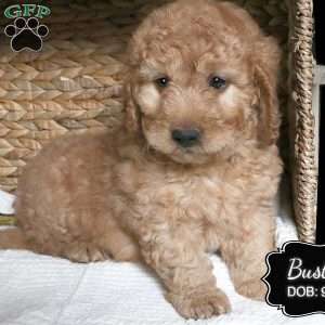 Buster, Cockapoo Puppy