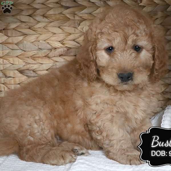 Buster, Cockapoo Puppy