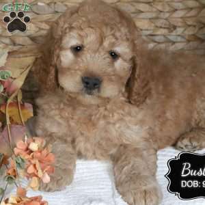 Buster, Cockapoo Puppy