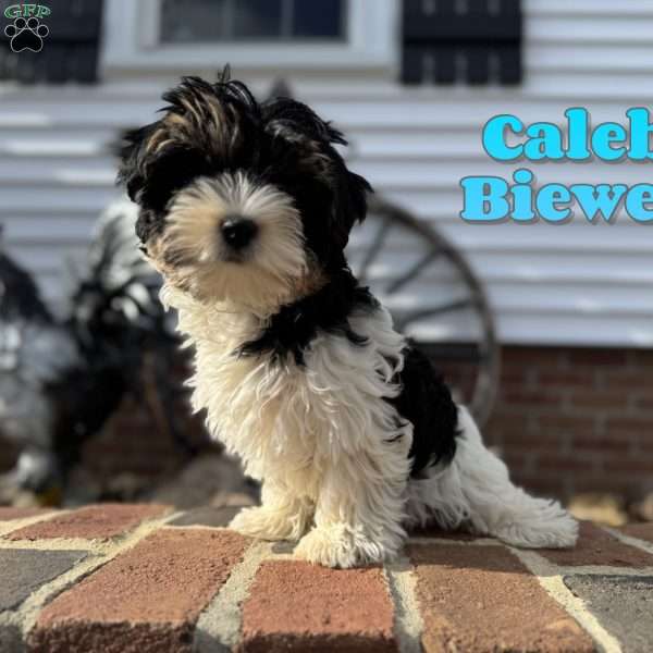 Caleb, Biewer Terrier Puppy