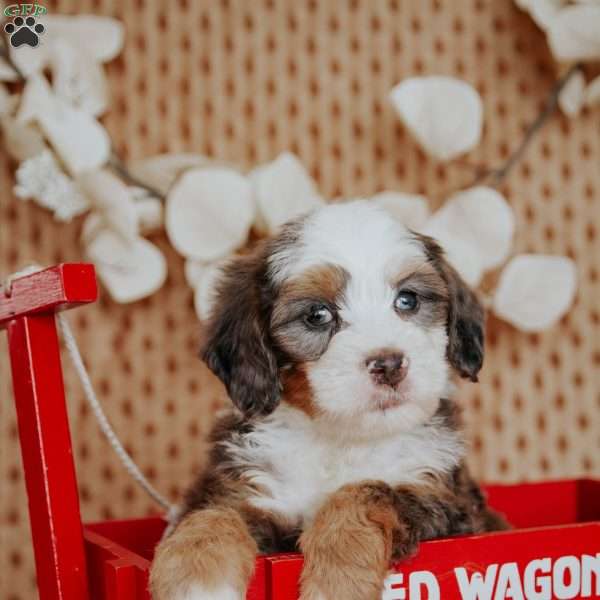 Calvin, Mini Bernedoodle Puppy