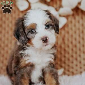 Calvin, Mini Bernedoodle Puppy