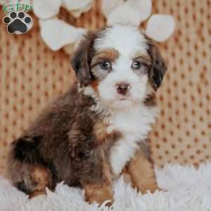 Calvin, Mini Bernedoodle Puppy