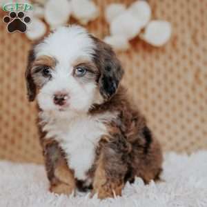 Calvin, Mini Bernedoodle Puppy