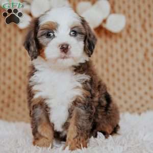 Calvin, Mini Bernedoodle Puppy