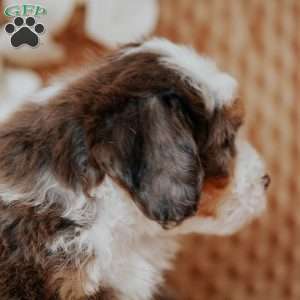 Calvin, Mini Bernedoodle Puppy