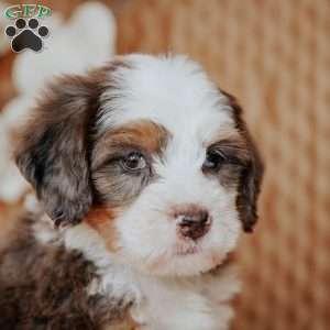 Calvin, Mini Bernedoodle Puppy