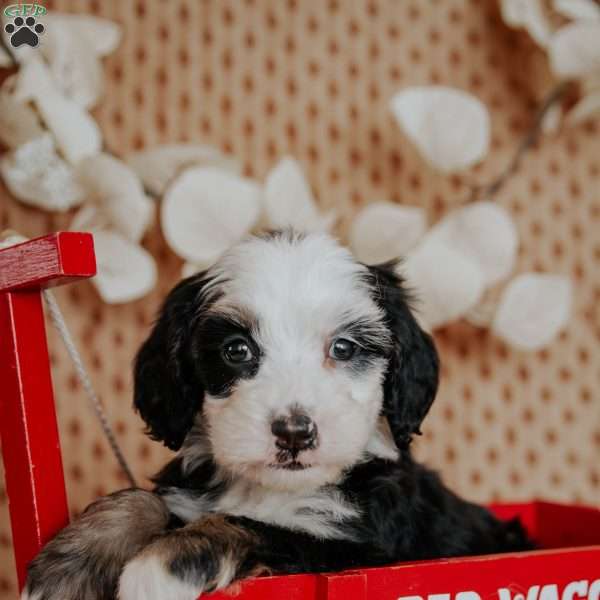 Caroline, Mini Bernedoodle Puppy