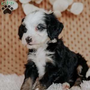 Caroline, Mini Bernedoodle Puppy