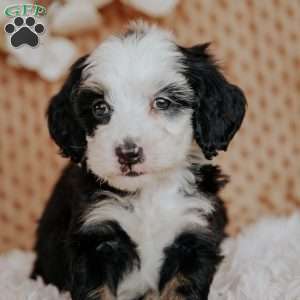 Caroline, Mini Bernedoodle Puppy