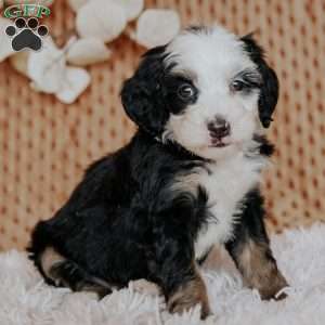 Caroline, Mini Bernedoodle Puppy