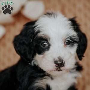 Caroline, Mini Bernedoodle Puppy