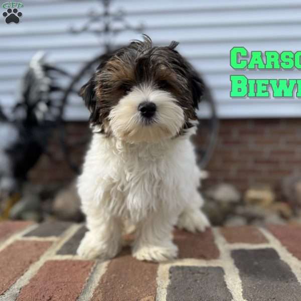 Carson, Biewer Terrier Puppy