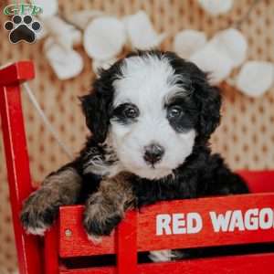 Cathy, Mini Bernedoodle Puppy