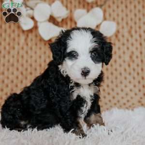 Cathy, Mini Bernedoodle Puppy