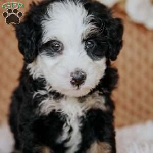 Cathy, Mini Bernedoodle Puppy