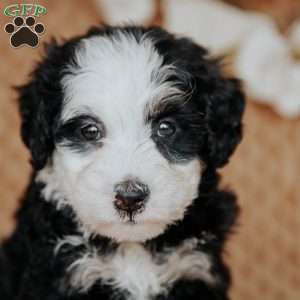 Cathy, Mini Bernedoodle Puppy