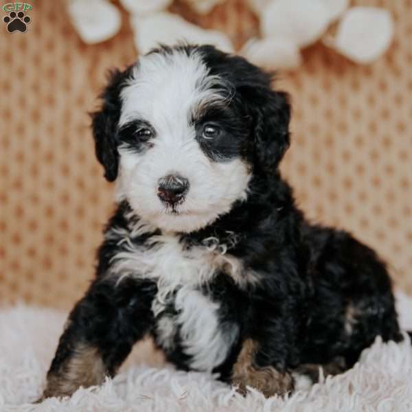 Cathy, Mini Bernedoodle Puppy