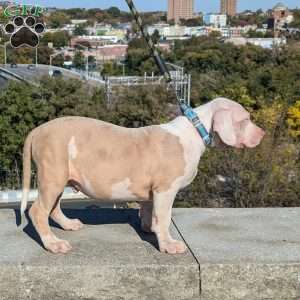 Ice Cream, American Bully Puppy